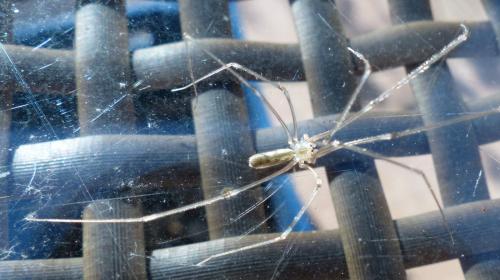 Pholcus phalangioides